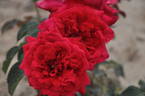 Dame de Coeur, Cl. rose photo