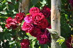 Diabolo rose photo
