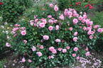 Dornröschenschloss Sababurg rose photo