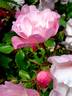 Mareva ® rose photo