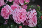 Dornröschenschloss Sababurg rose photo