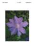 Andrew van Laeken clematis photo