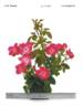 Wekphorn rose photo