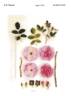 AUSpanier rose photo