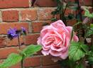 Eterna Giovinezza rose photo