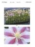 Zoang clematis photo