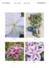 Zoang clematis photo
