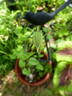 <i>C. crispa</i> L. clematis photo