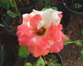 Operetta rose photo