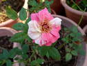 Tickles rose photo