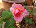 Spanish Rhapsody rose photo