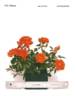 Wekcofbunk rose photo