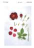 KORjuwko rose photo