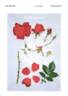 KORsixkono rose photo