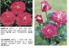 Colorama rose photo