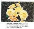 Marjorie Atherton rose photo