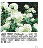 Jack Frost rose photo
