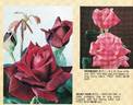 Velvet Hour rose photo