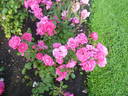 Lafayette rose photo
