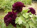 Guan Shi Mo Yu 冠世墨玉 peony photo