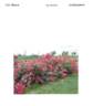 RADsouth rose photo