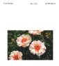 Sprolempink rose photo