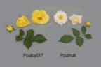 POUlhult rose photo