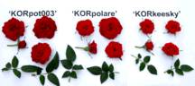 KORpolare rose photo