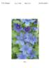 Zomoa clematis photo
