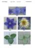 Zomoa clematis photo