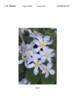 Zobadol clematis photo