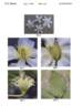 Zobadol clematis photo