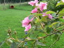 Rosier Centfeuilles à fleurs simples rose photo