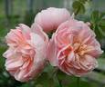 Blissful Sensations rose photo