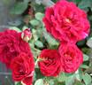 Captain Terrific rose photo