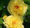 Chalice of Gold rose photo