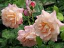 Colour Buffet rose photo
