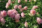 Colour Buffet rose photo