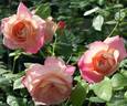 Colour Buffet rose photo