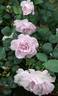 Cool as Ice rose photo