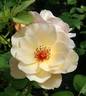 Crazy Love rose photo