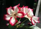 Electric Poetry rose photo