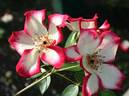 Electric Poetry rose photo