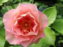Hubba Dubba rose photo