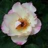 Life Force rose photo