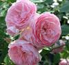 Mermaid of Zennor rose photo