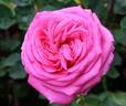Mother Freedom rose photo