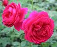 Princesse Vega rose photo