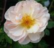 Silken Touch rose photo