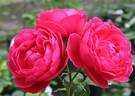 The Captain of Hearts rose photo